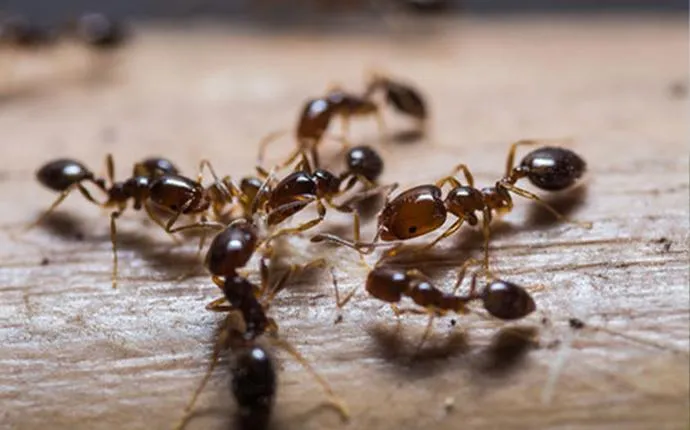 Ant Control Myths