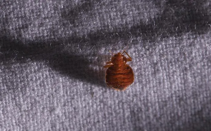 Are Bed Bugs In Las Vegas, NV Dangerous?