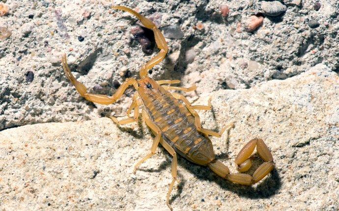 Everything You Need To Know About Scorpion Control In Las Vegas