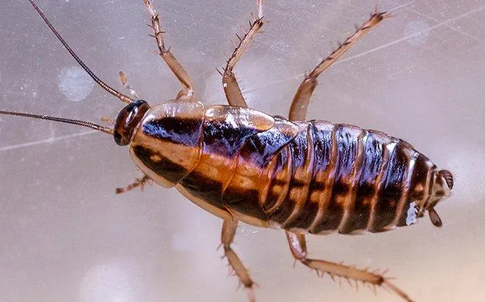 Four Signs Your Las Vegas Home May Have A Cockroach Problem