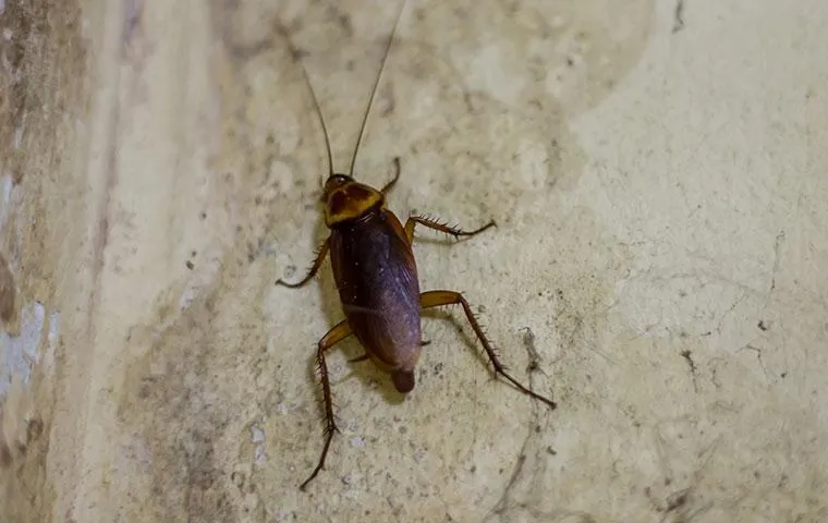 Getting Rid Of Roaches In Las Vegas Homes The Right Way