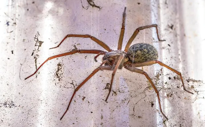 How Spiders Get Into Las Vegas Homes