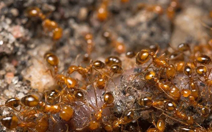 The Key To Total Ant Control For Las Vegas Homes