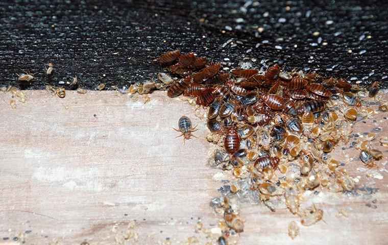 The Trick To Keeping Bed Bugs Out Of Your Las Vegas Home