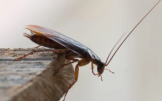 What It Takes To Get Rid Of A Cockroach Infestation In Las Vegas