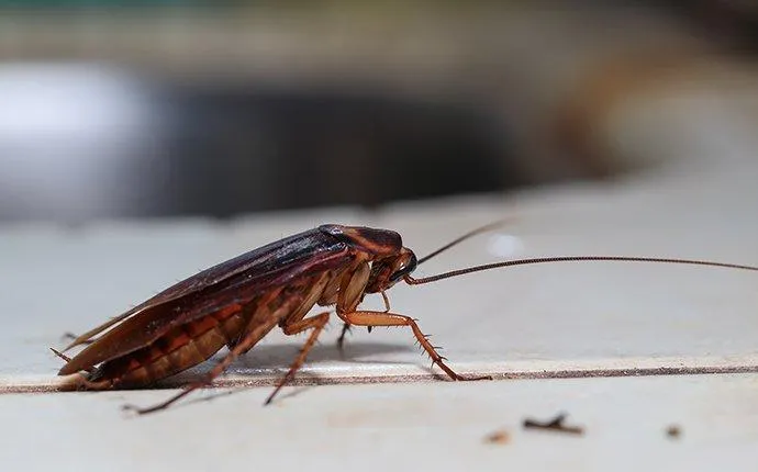 Why You Should Call The Professionals About Cockroaches In Your Las Vegas Home