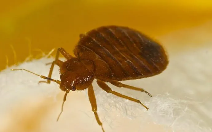 Why You Should Call The Pros About Bed Bugs In Your Las Vegas Home